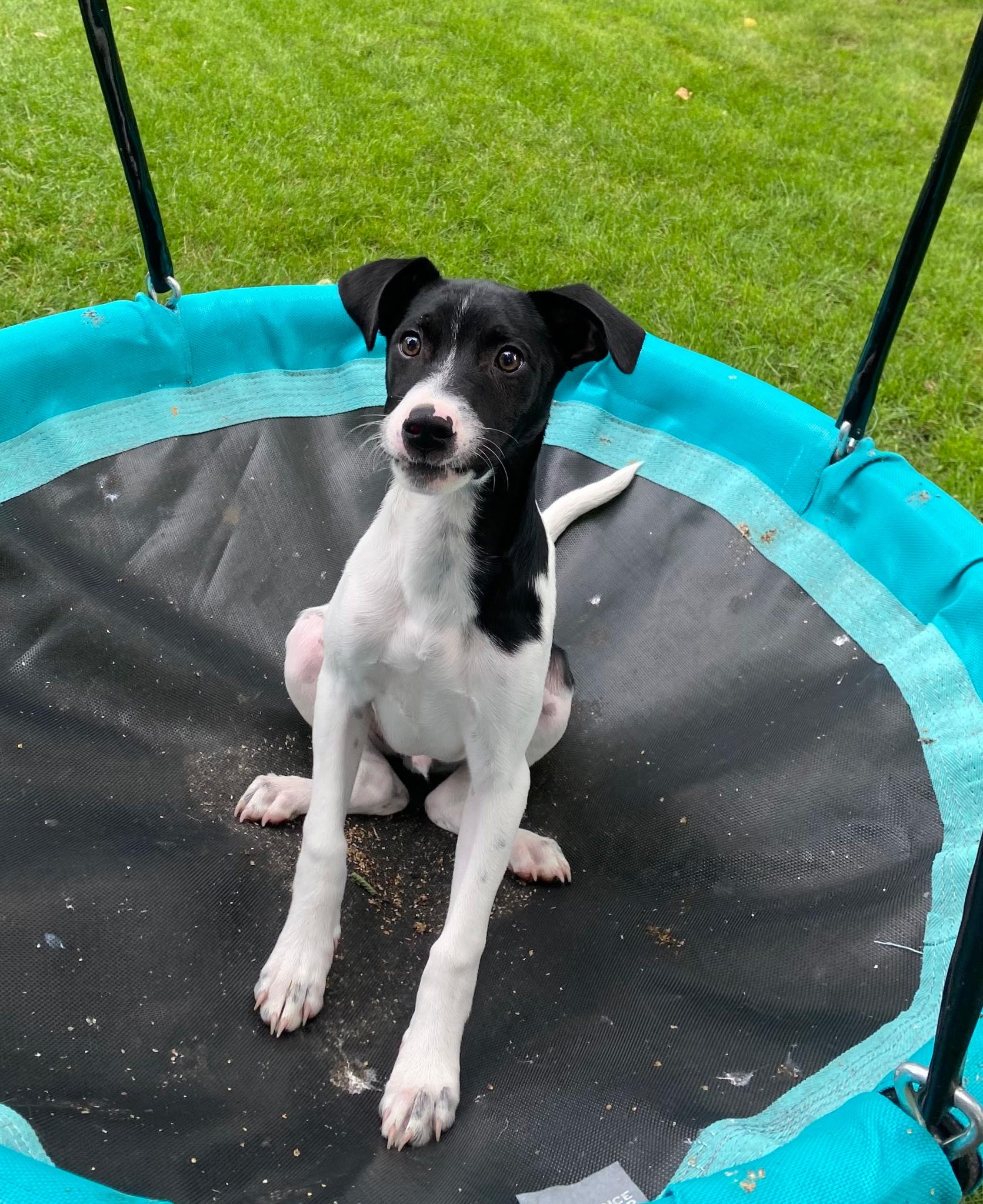 Inky, a Adoptable mixed breed in Lake Geneva, WI image 5/6