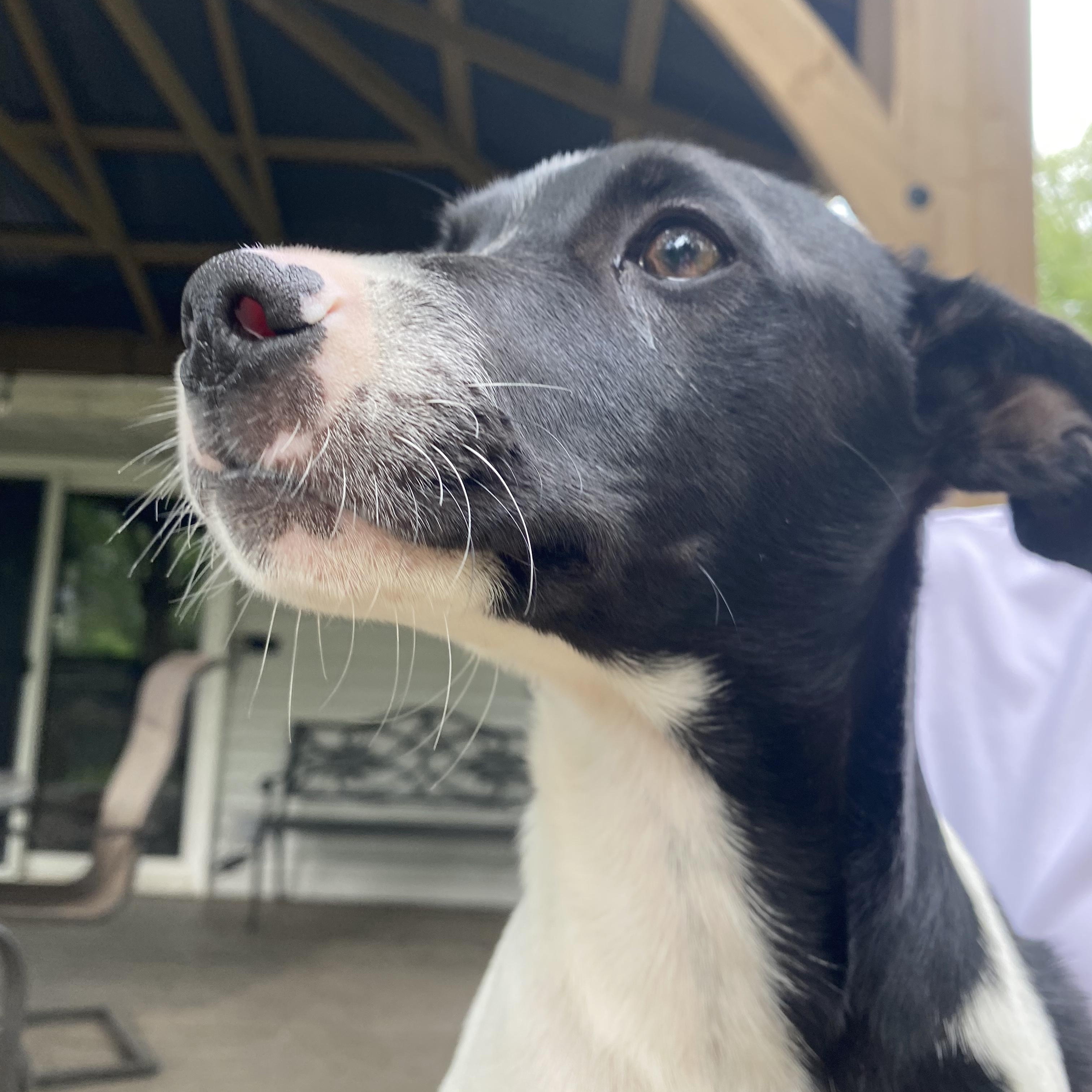 Inky, a Adoptable mixed breed in Lake Geneva, WI image 6/6