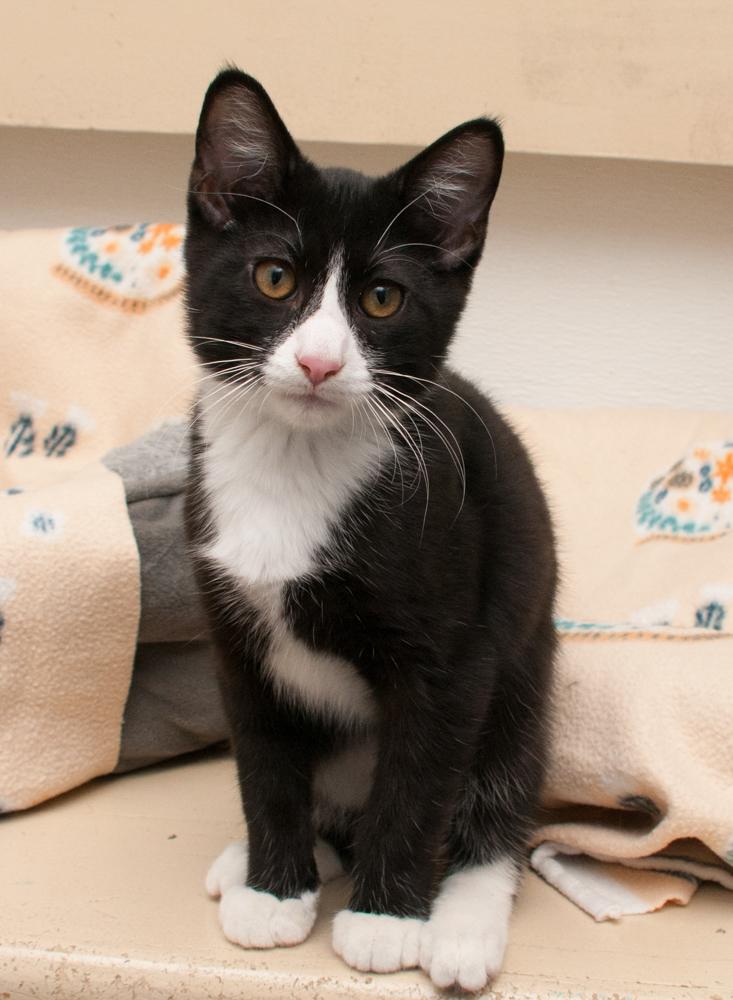 Binx (gets adopted with Inky)