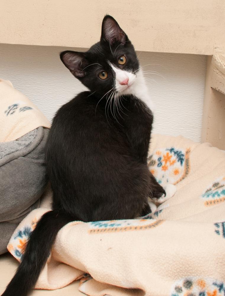 Binx (gets adopted with Inky)