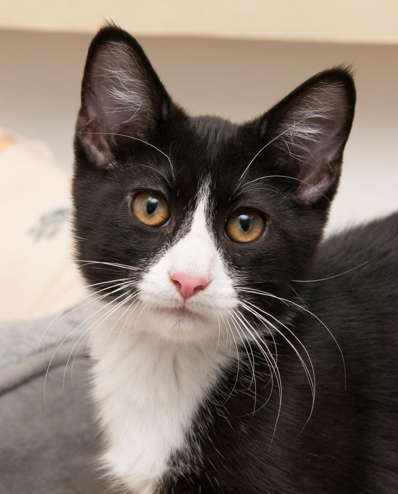 Binx (gets adopted with Inky)