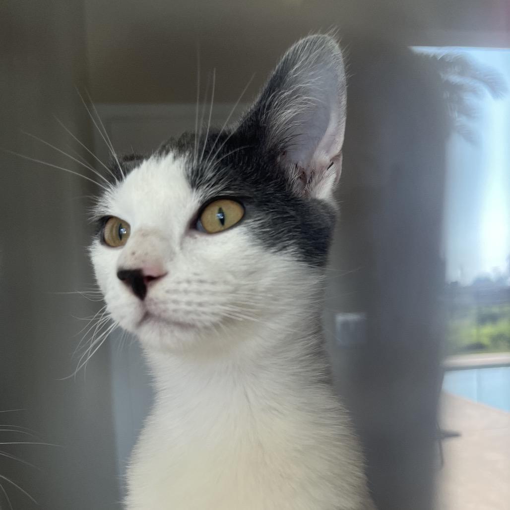 Chevy, Adoptable, Young Male Domestic Short Hair.