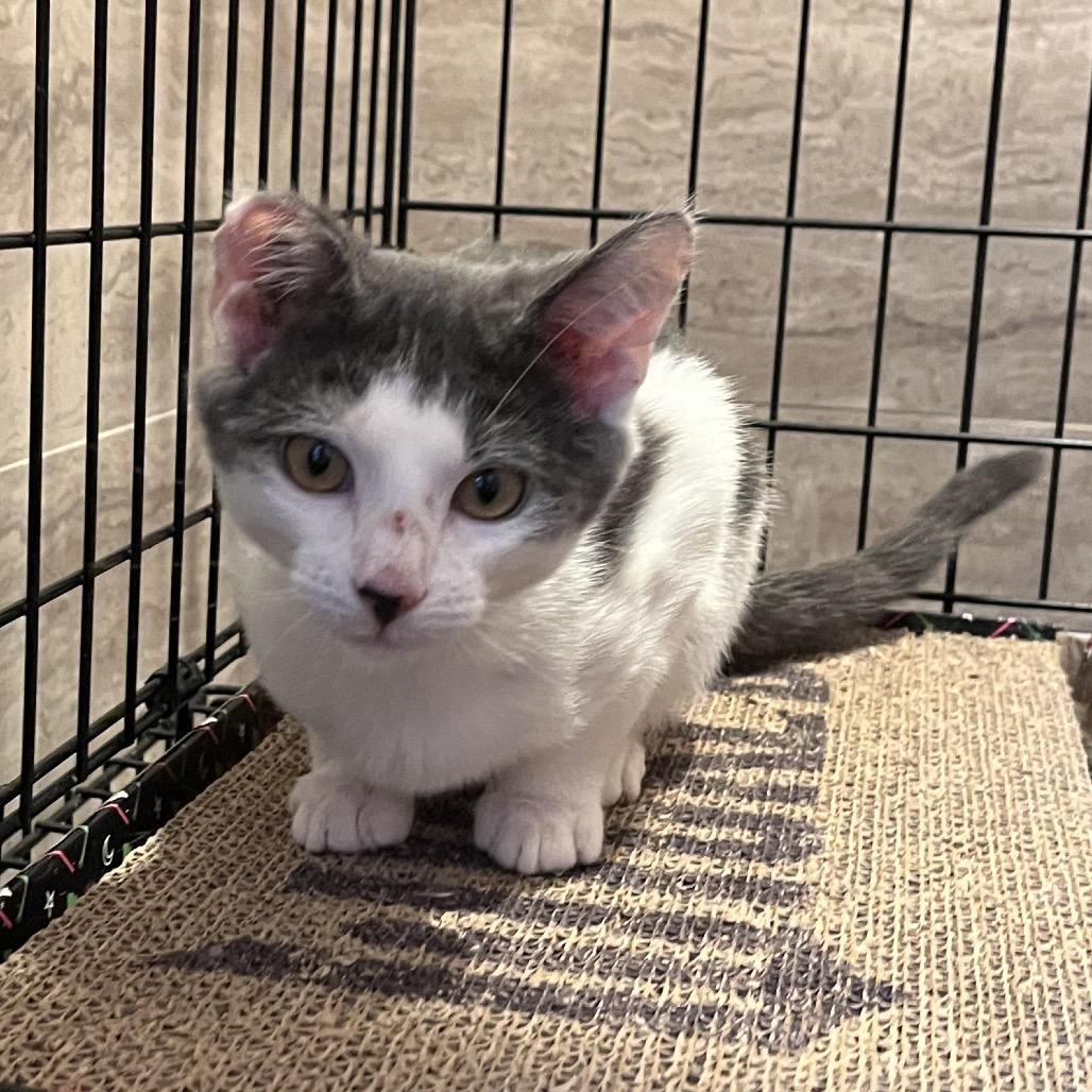 Chevy, a Adoptable Domestic Short Hair in Fresno, CA image 2/3