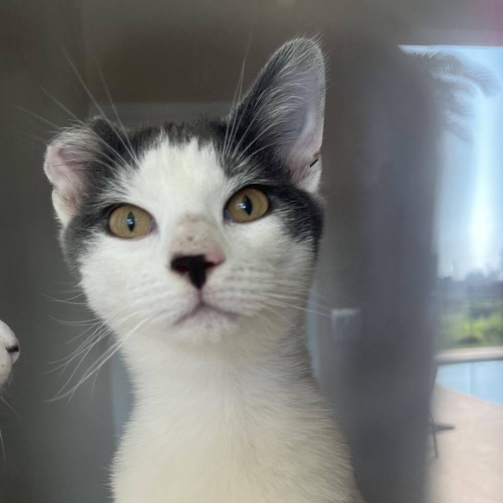 Chevy, a Adoptable Domestic Short Hair in Fresno, CA image 3/3