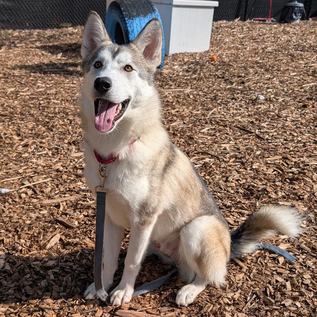 Beckham, Adoptable, Young Male Husky.