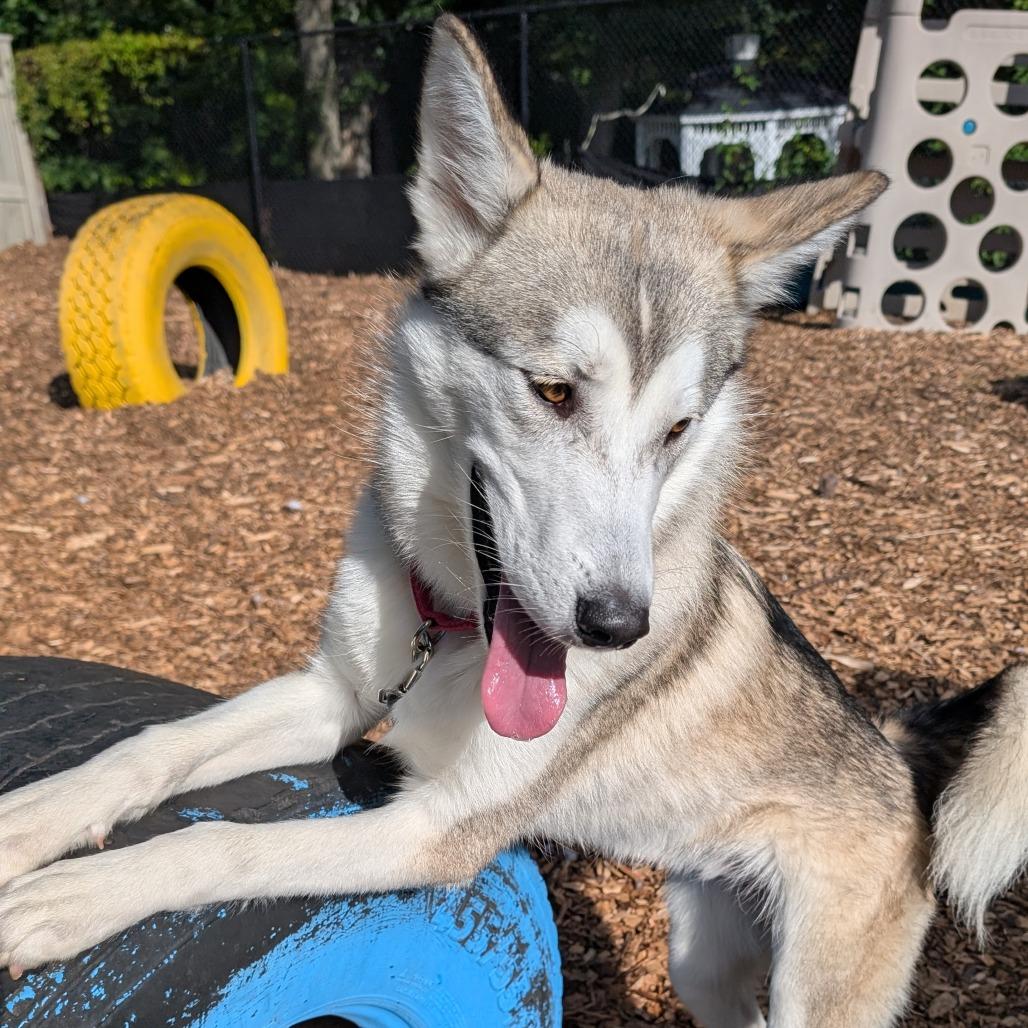 Enlarge Beckham, a Adoptable Husky in Briarcliff Manor, NY image 2/6