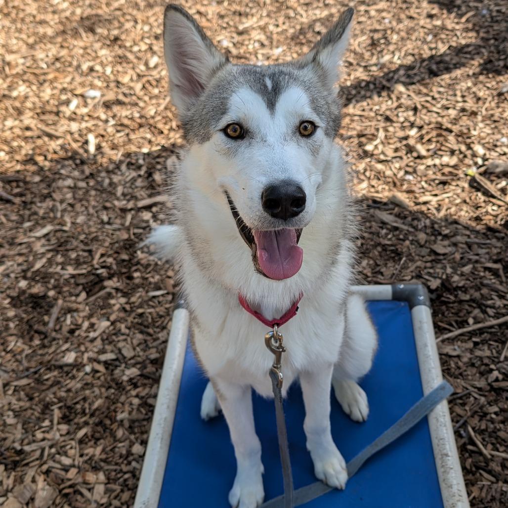 Enlarge Beckham, a Adoptable Husky in Briarcliff Manor, NY image 3/6