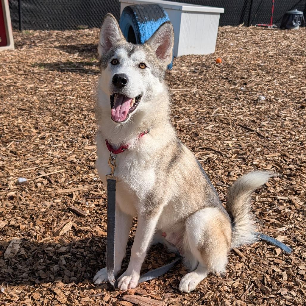 Enlarge Beckham, a Adoptable Husky in Briarcliff Manor, NY image 4/6