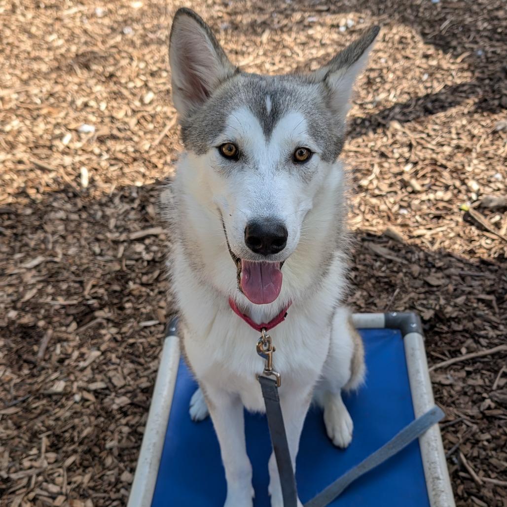 Enlarge Beckham, a Adoptable Husky in Briarcliff Manor, NY image 5/6