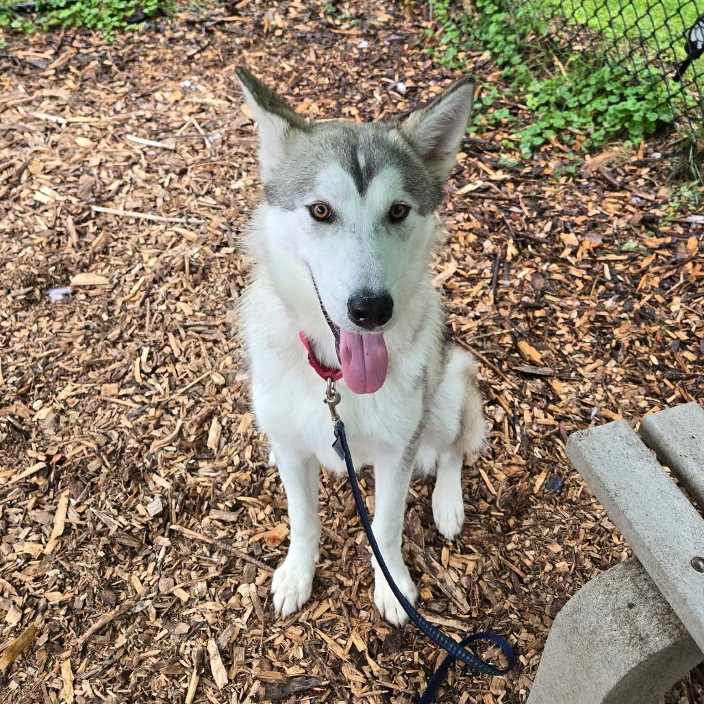 Enlarge Beckham, a Adoptable Husky in Briarcliff Manor, NY image 6/6