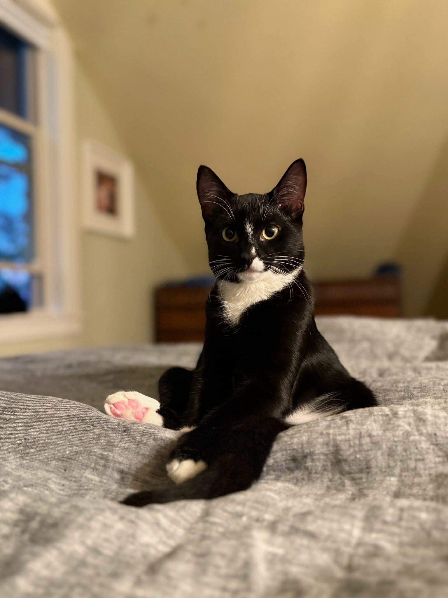 Kerby - 20% off, Adoptable, Young Male Domestic Short Hair & Tuxedo.