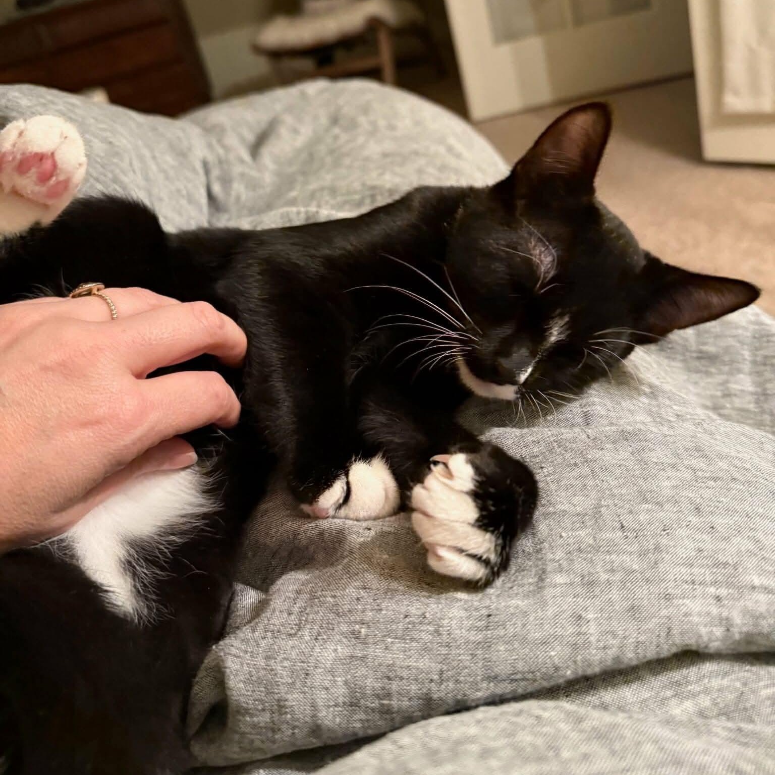 Kerby - 20% off, a Adoptable mixed breed in Gladstone, OR image 2/6