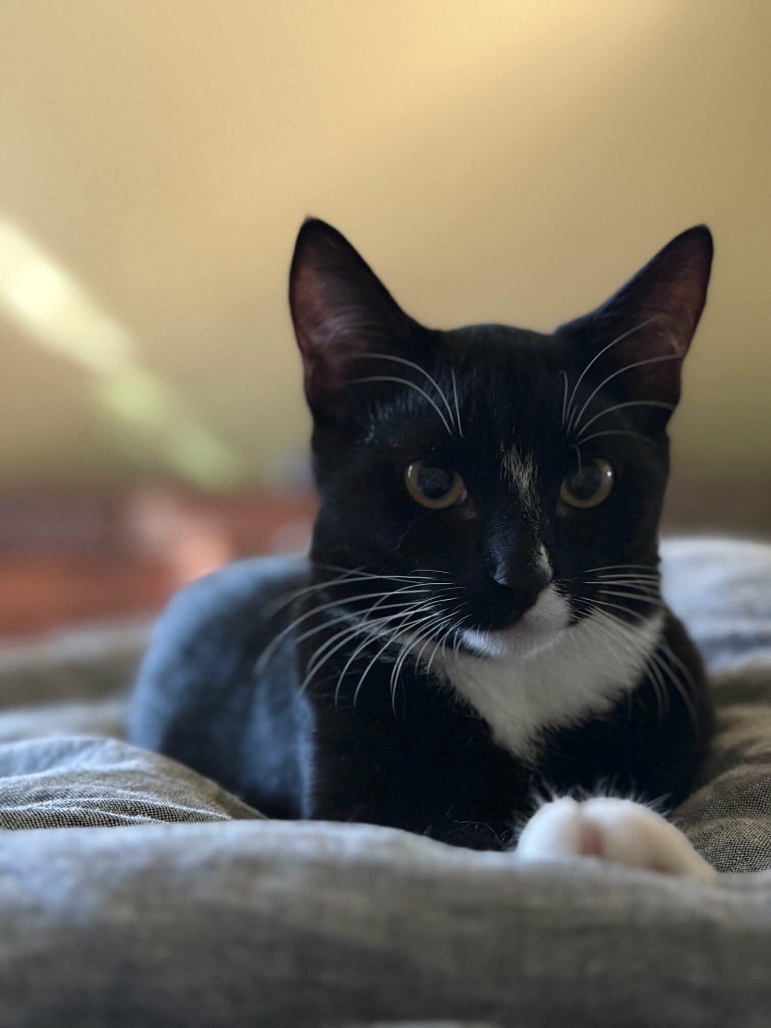 Kerby - 20% off, a Adoptable mixed breed in Gladstone, OR image 3/6