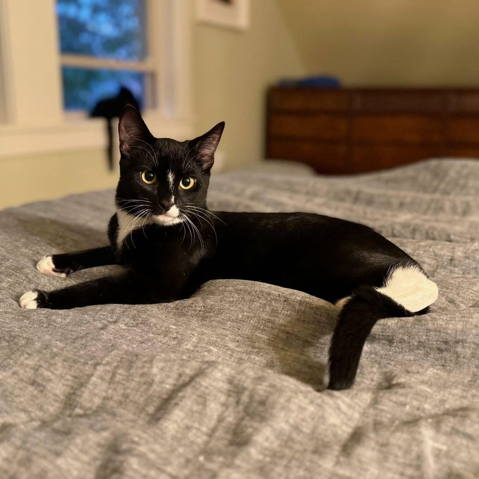 Kerby - 20% off, a Adoptable mixed breed in Gladstone, OR image 4/6