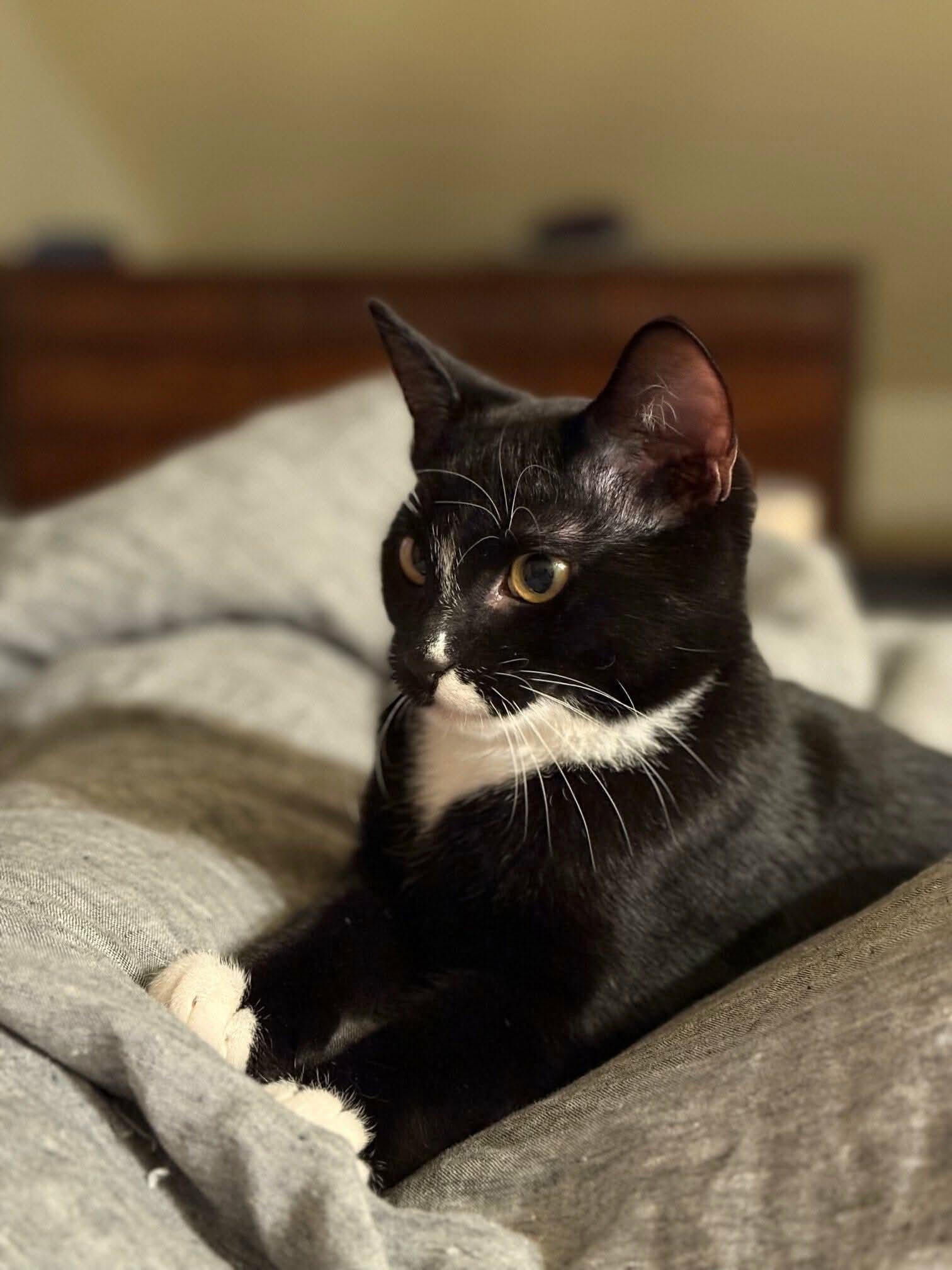 Kerby - 20% off, a Adoptable mixed breed in Gladstone, OR image 5/6