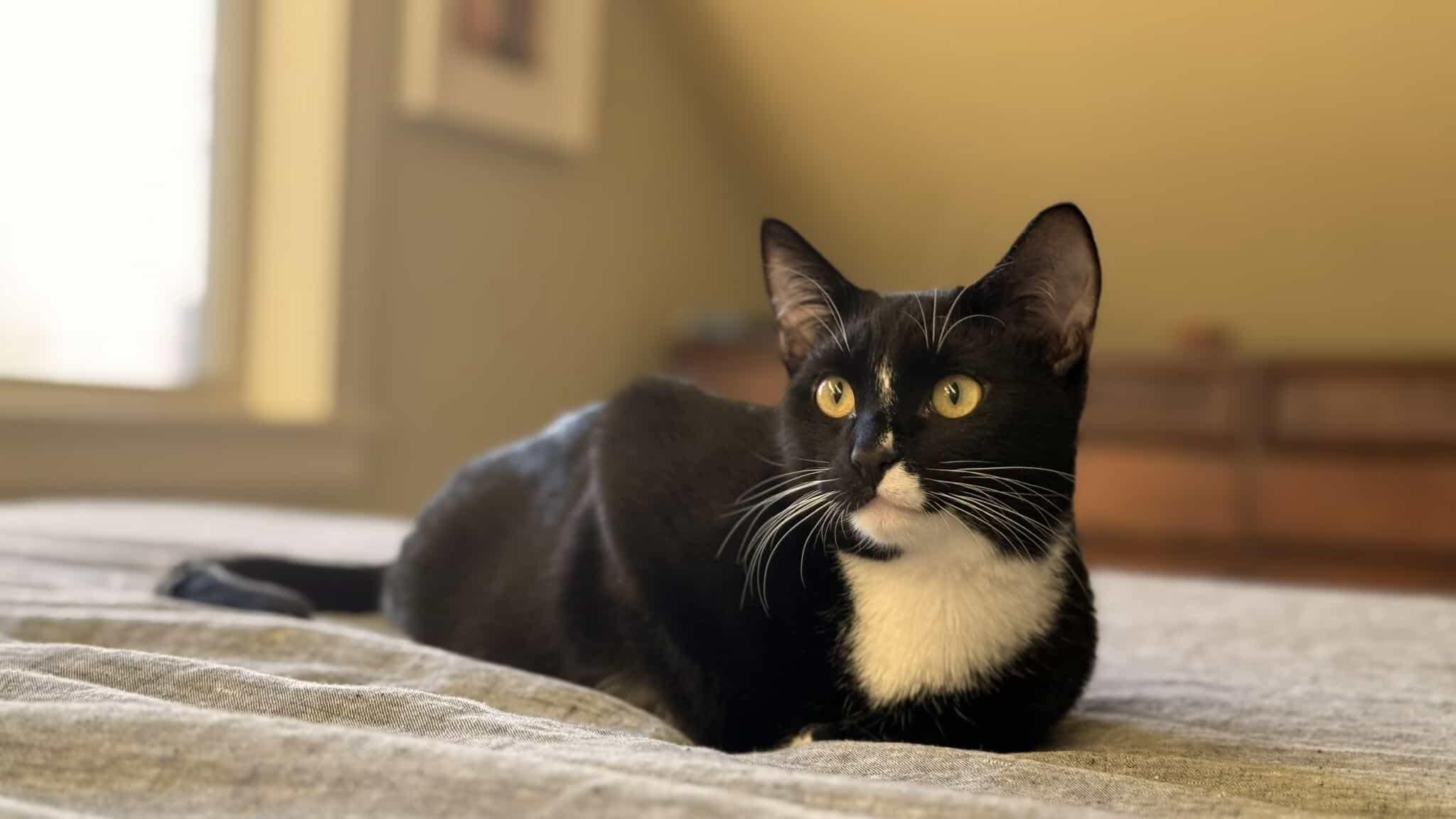 Kerby - 20% off, a Adoptable mixed breed in Gladstone, OR image 6/6