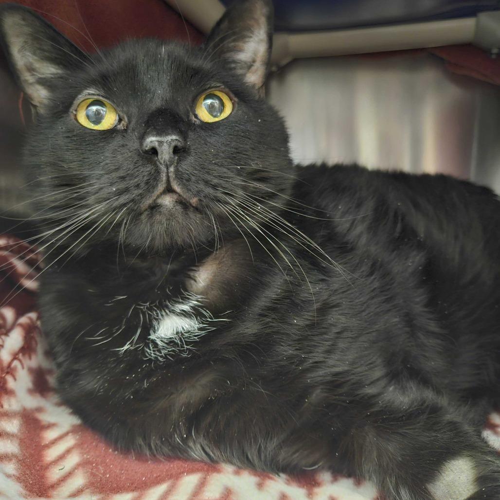 Smokey, Adoptable, Senior Male Domestic Short Hair.