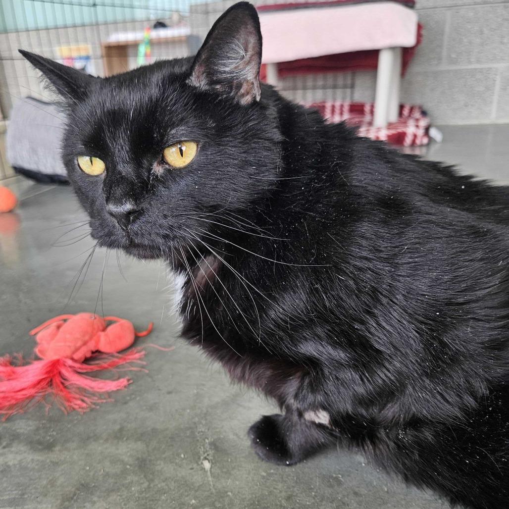 Enlarge Smokey, a Adoptable Domestic Short Hair in Dover, NH image 2/6