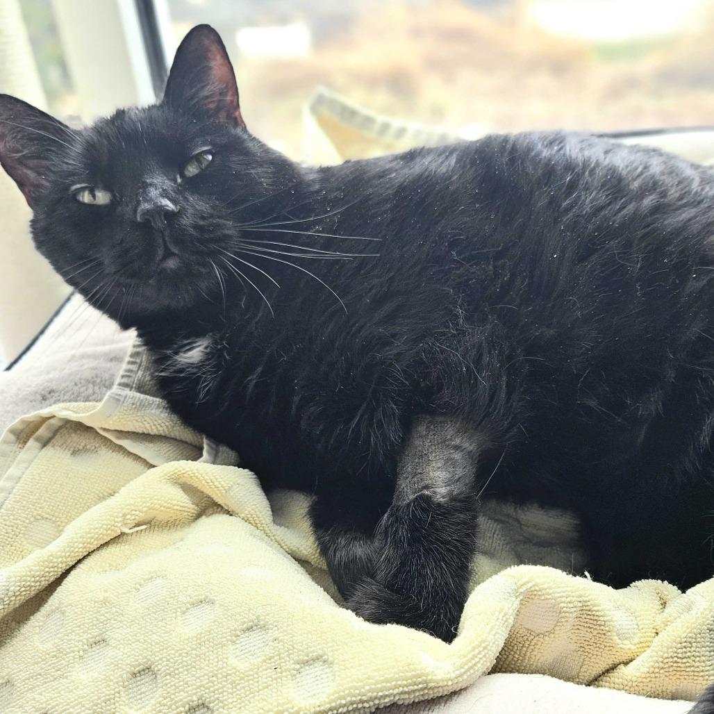 Enlarge Smokey, a Adoptable Domestic Short Hair in Dover, NH image 3/6