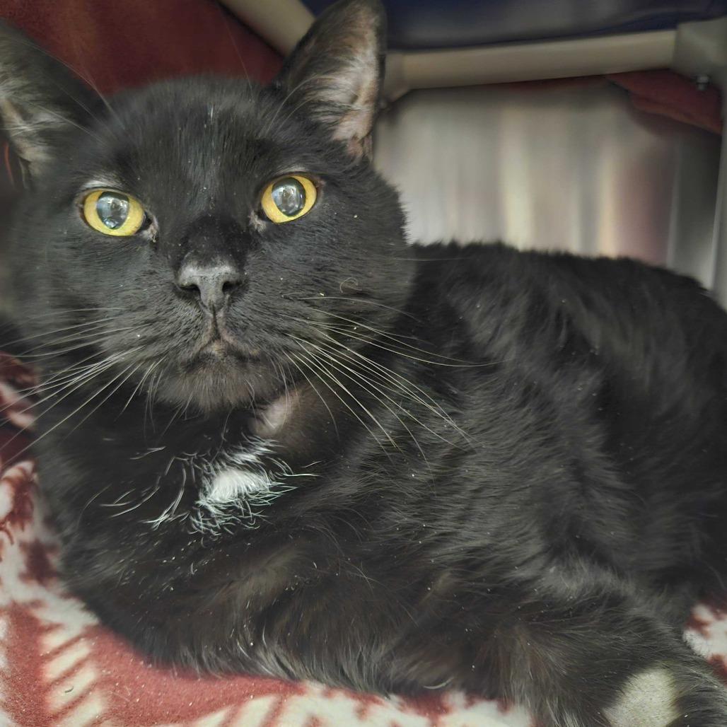 Enlarge Smokey, a Adoptable Domestic Short Hair in Dover, NH image 4/6