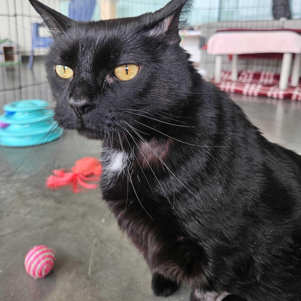 Enlarge Smokey, a Adoptable Domestic Short Hair in Dover, NH image 5/6