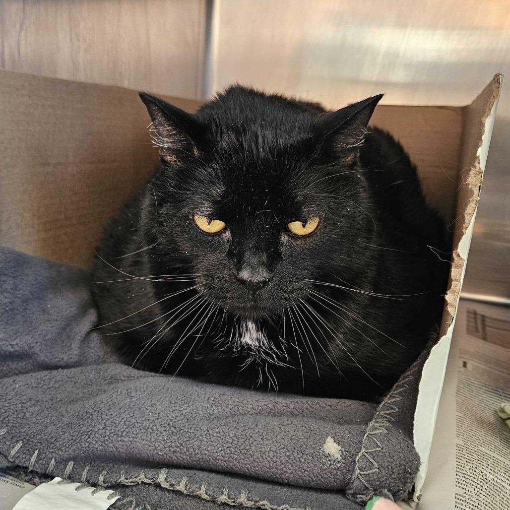 Enlarge Smokey, a Adoptable Domestic Short Hair in Dover, NH image 6/6