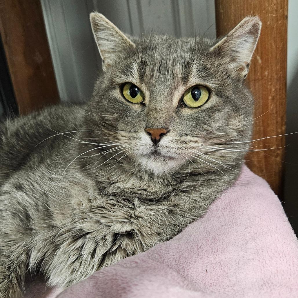 Enlarge Grits, a Adoptable Domestic Short Hair in Sheridan, WY image 1/2