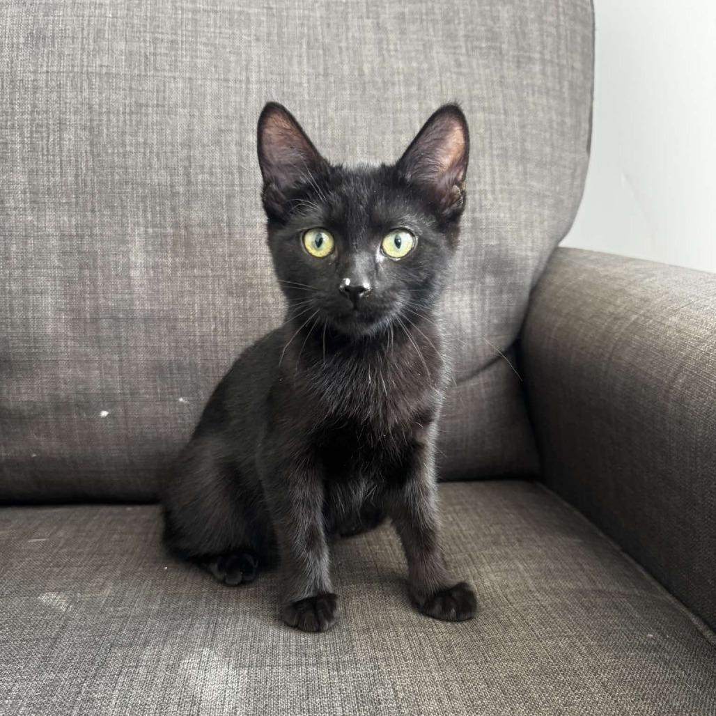 Penny Conover, Adoptable, Kitten Female Domestic Short Hair.