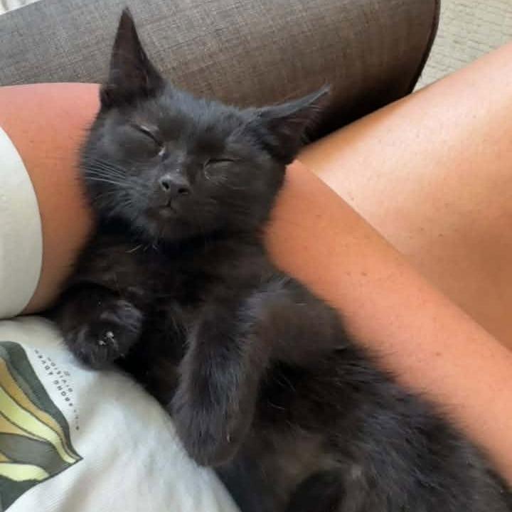 Enlarge Penny Conover, a Adoptable Domestic Short Hair in Eagle Mountain, UT image 2/4