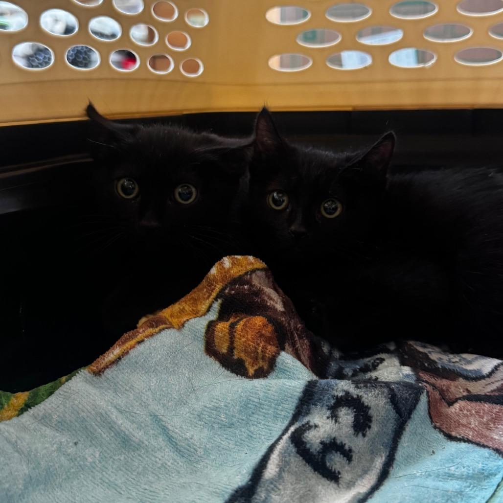 Enlarge Penny Conover, a Adoptable Domestic Short Hair in Eagle Mountain, UT image 3/4