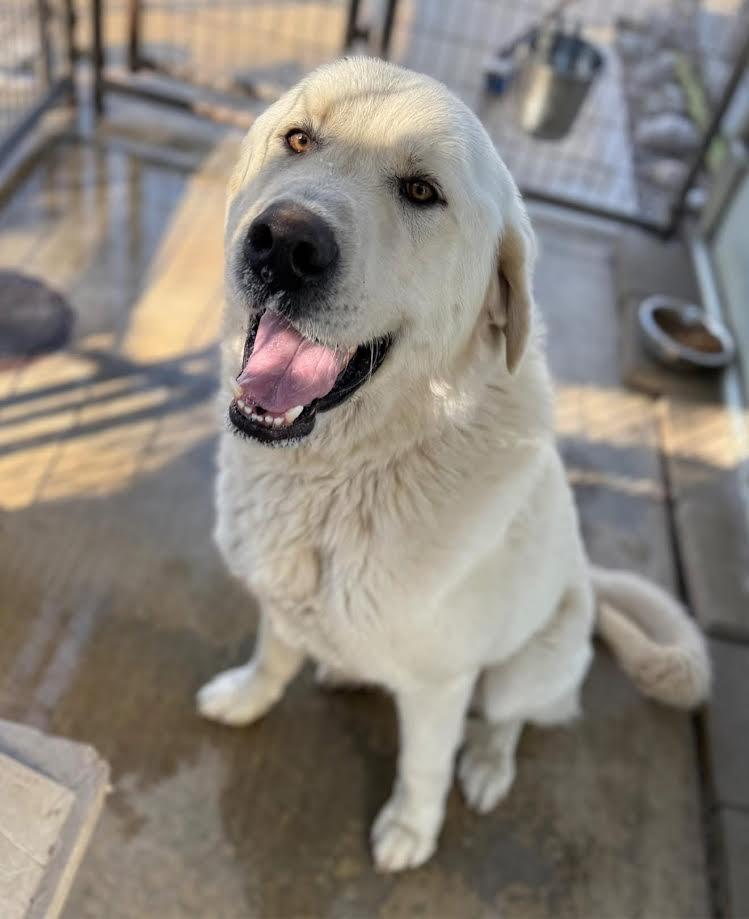 Scorpio, ADOPTABLE, Adult Male Great Pyrenees.