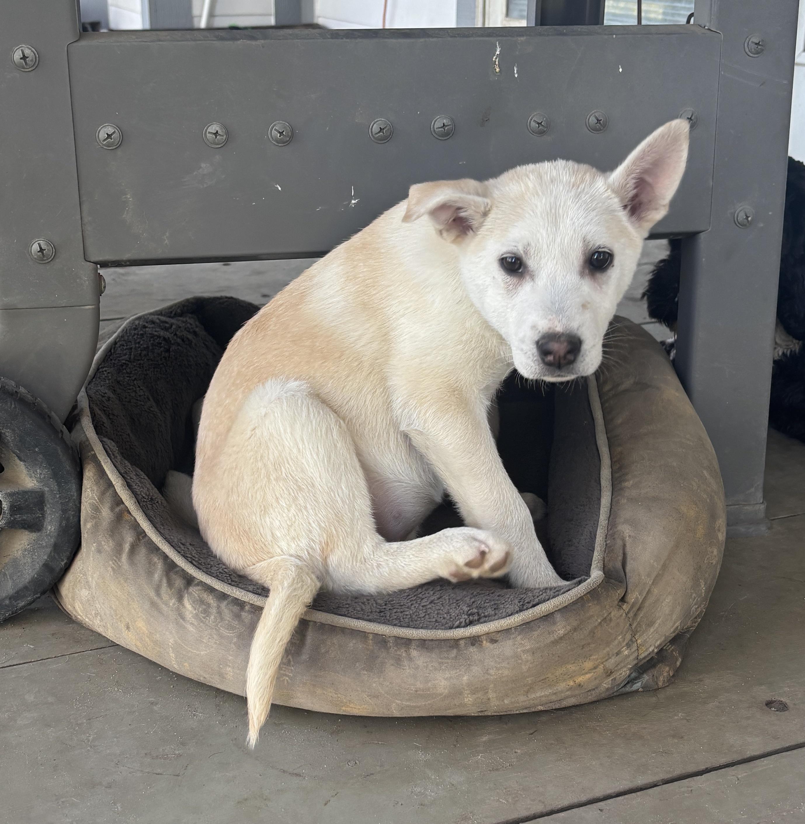 Enlarge Freya, a Adoptable Husky in Atwater, CA image 1/1