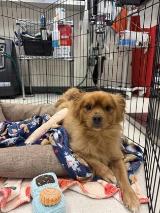 Enlarge Benji, a Adoptable mixed breed in Irving, TX image 1/2