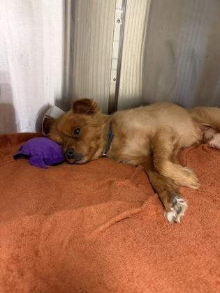 Enlarge Benji, a Adoptable mixed breed in Irving, TX image 2/2