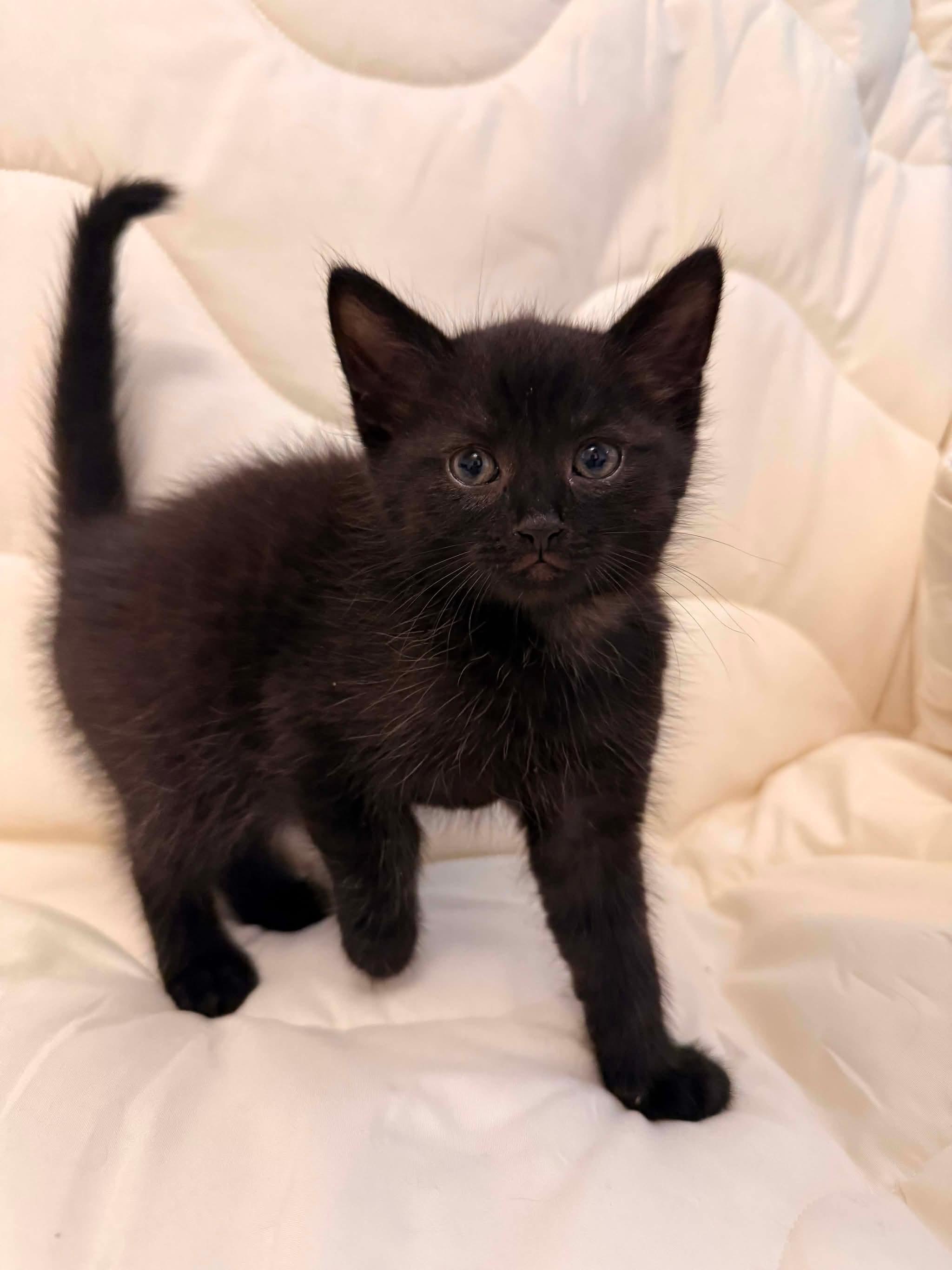 INTRUDER, a Adoptable Domestic Short Hair in Tillsonburg, ON image 1/3