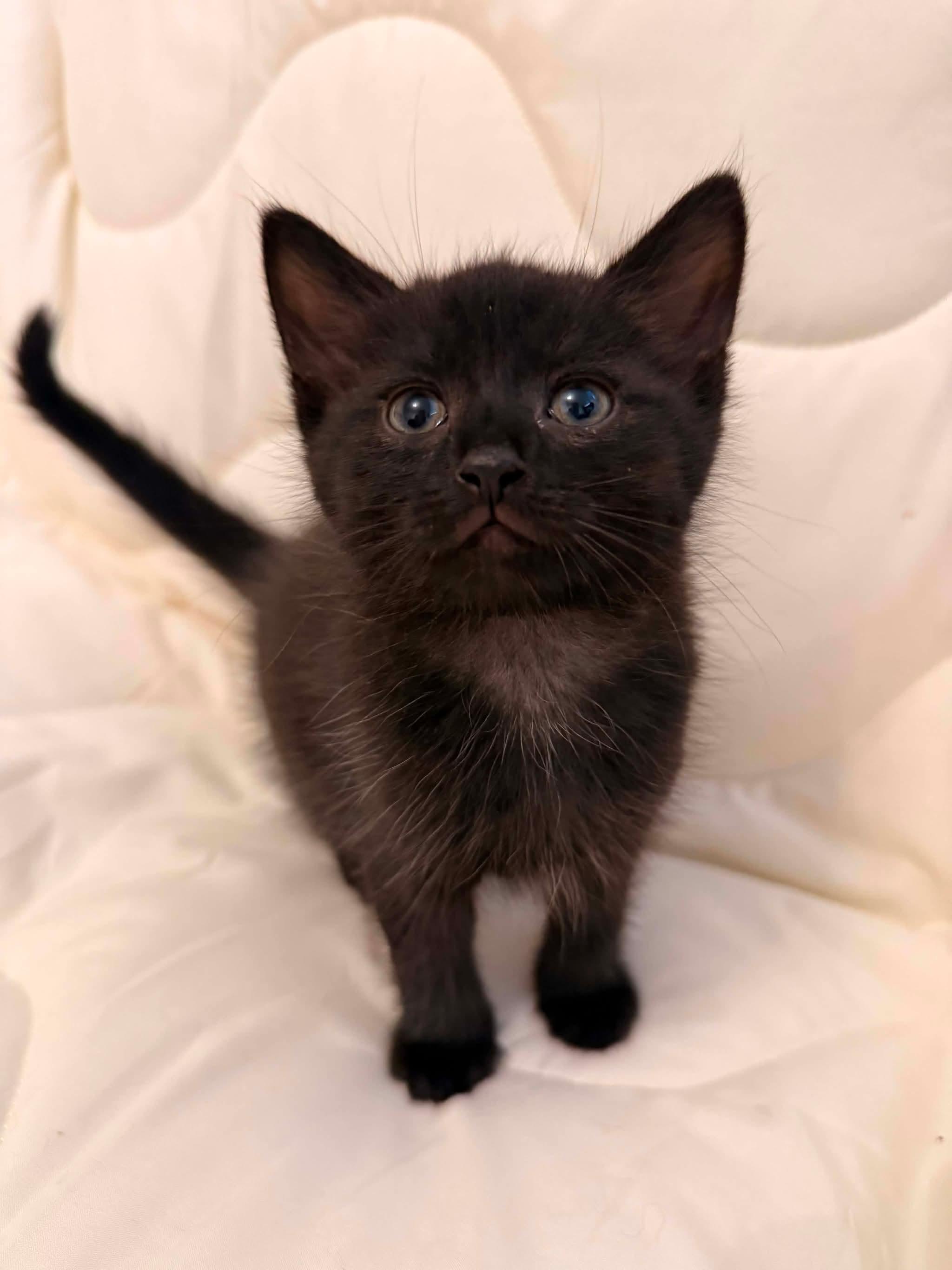 INTRUDER, a Adoptable Domestic Short Hair in Tillsonburg, ON image 2/3