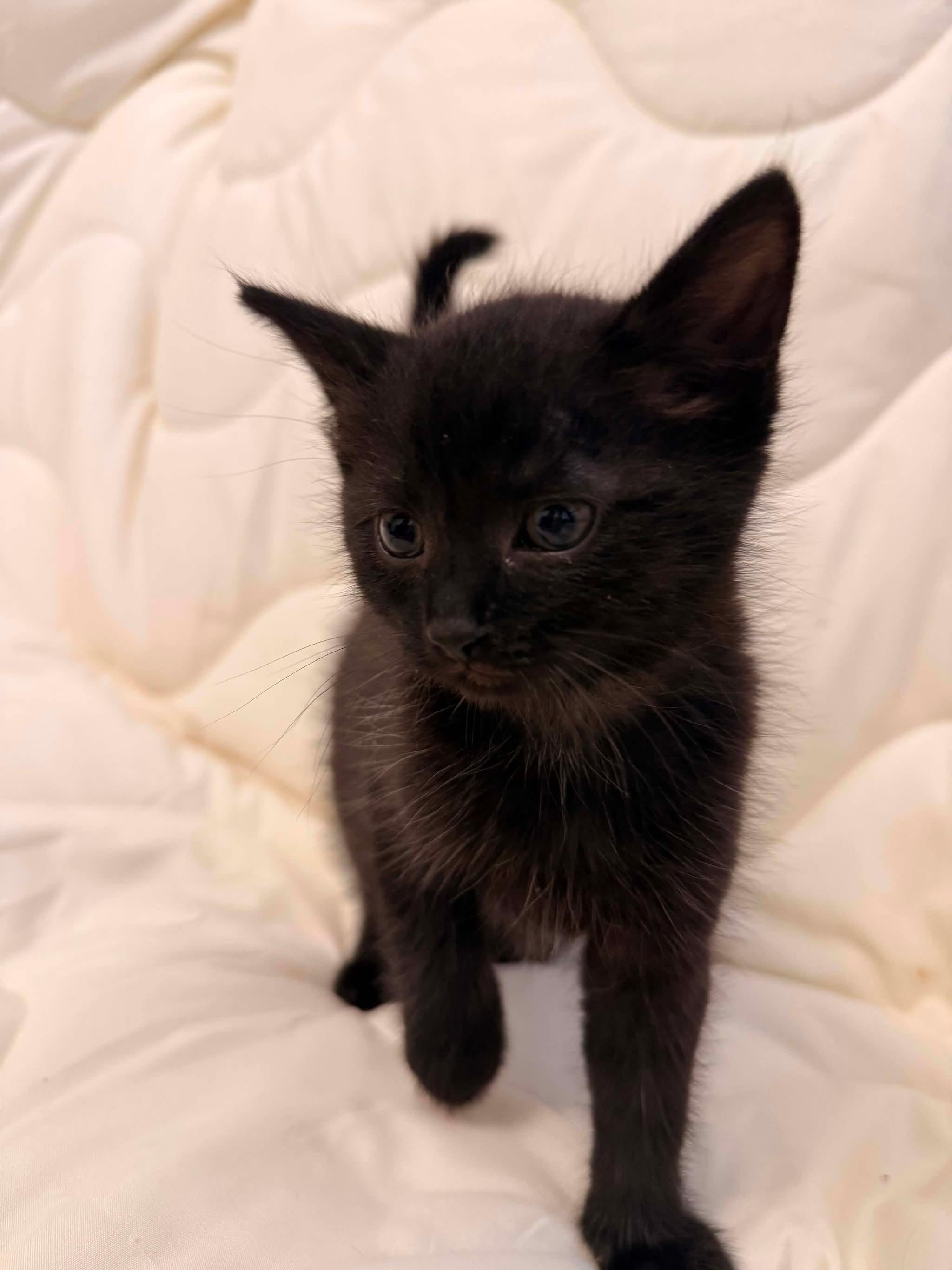 INTRUDER, a Adoptable Domestic Short Hair in Tillsonburg, ON image 3/3