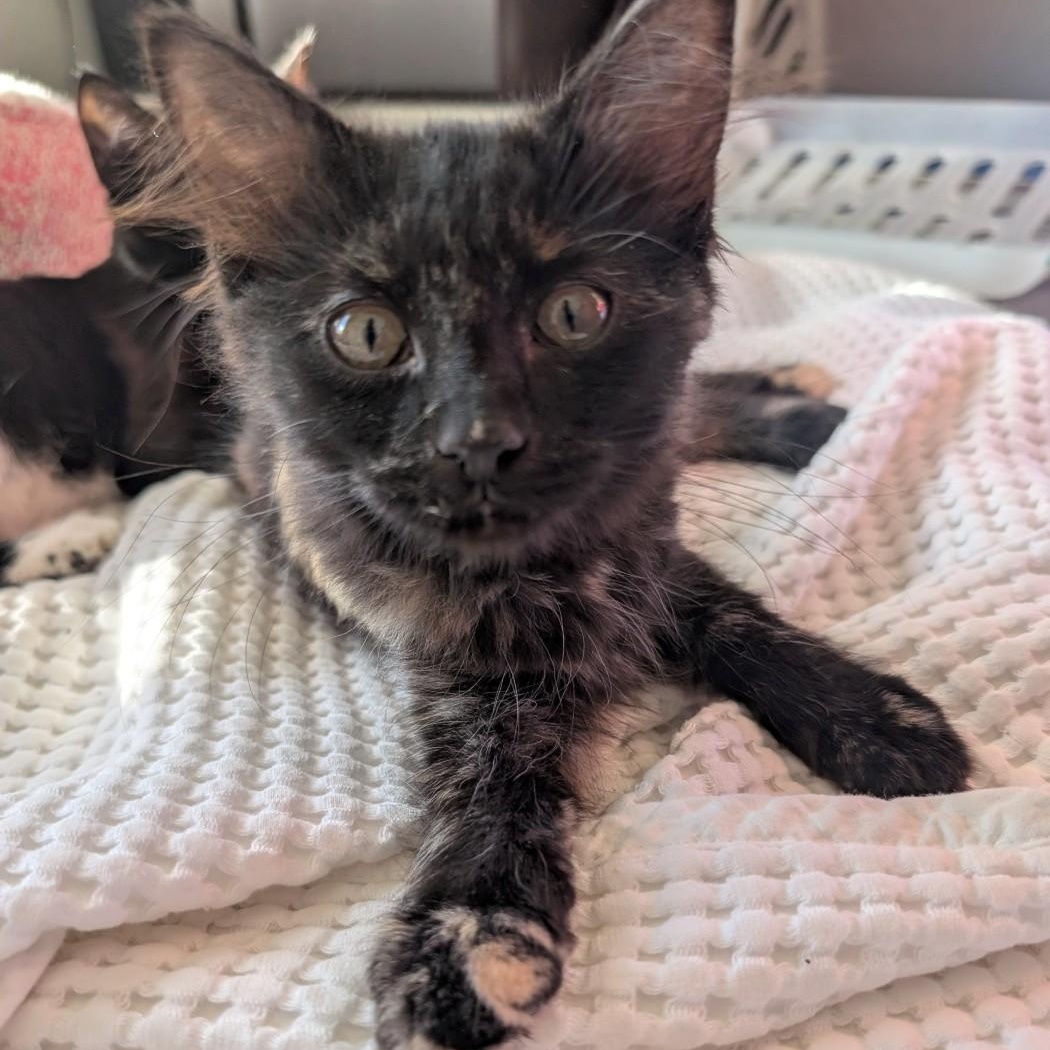 Cami  Morley, adoptable, Kitten Female Domestic Short Hair.