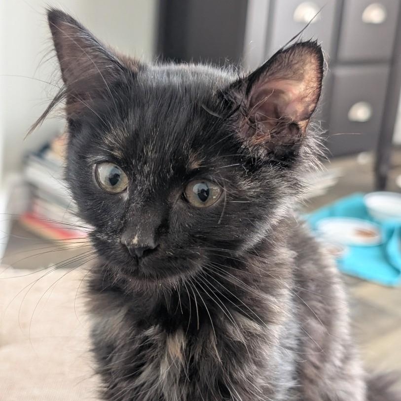 Enlarge Cami  Morley, an adoptable mixed breed in Denver, CO image 3/5