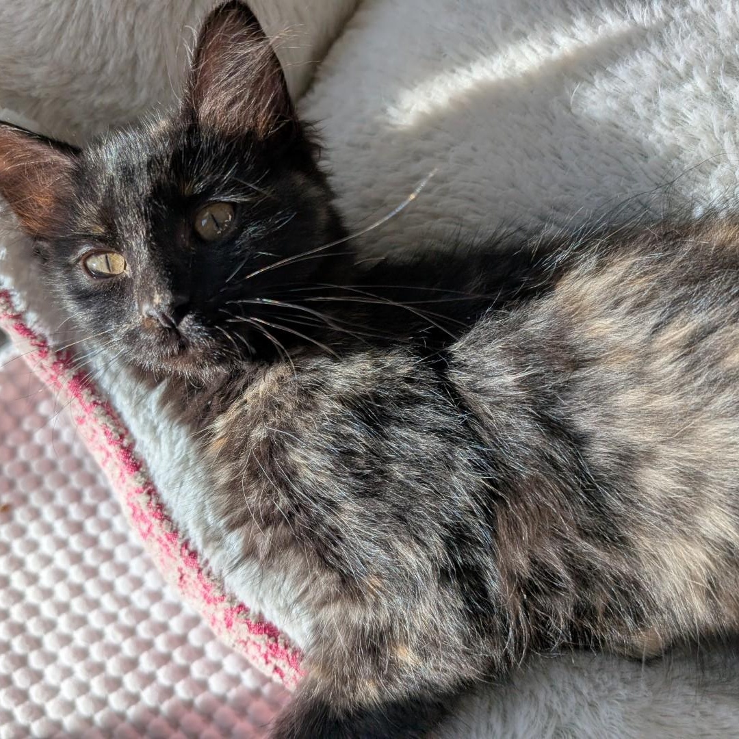 Enlarge Cami  Morley, an adoptable mixed breed in Denver, CO image 4/5