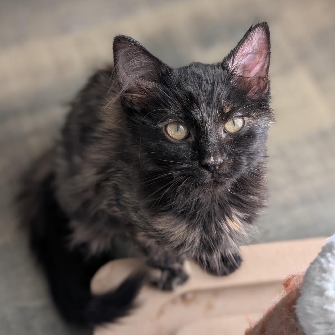 Enlarge Cami  Morley, an adoptable mixed breed in Denver, CO image 5/5