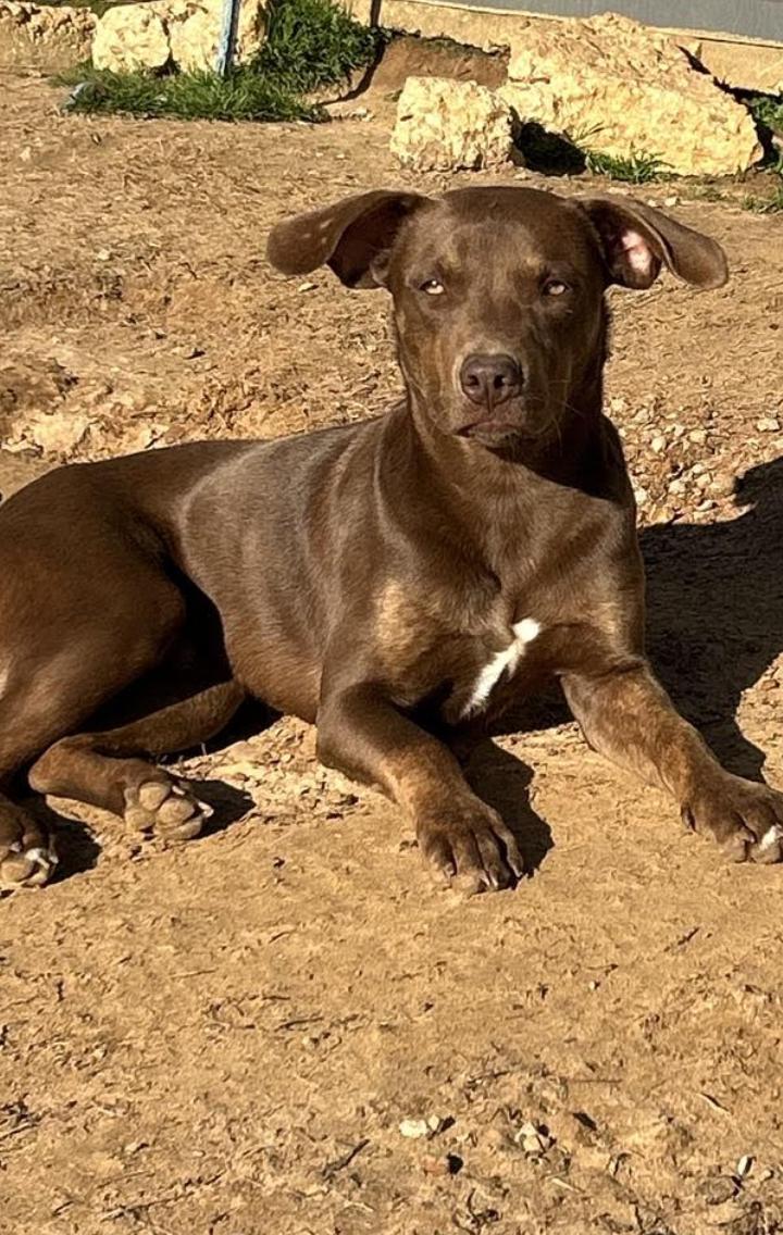 Enlarge Culver, a Adoptable mixed breed in Woburn, MA image 4/6