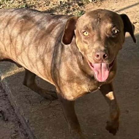 Enlarge Culver, a Adoptable mixed breed in Woburn, MA image 2/6