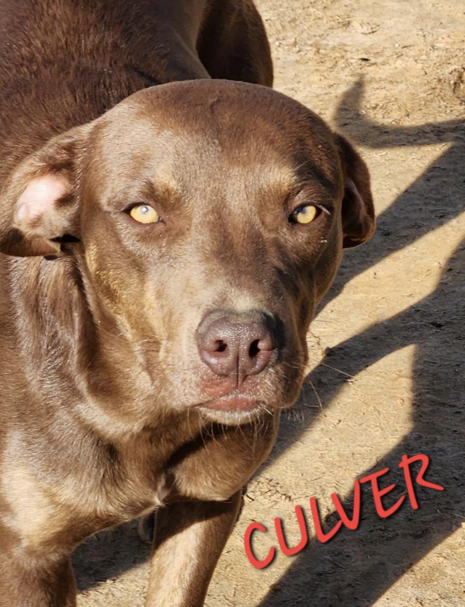 Enlarge Culver, a Adoptable mixed breed in Woburn, MA image 3/6