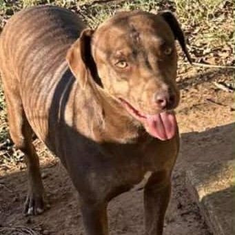 Enlarge Culver, a Adoptable mixed breed in Woburn, MA image 5/6