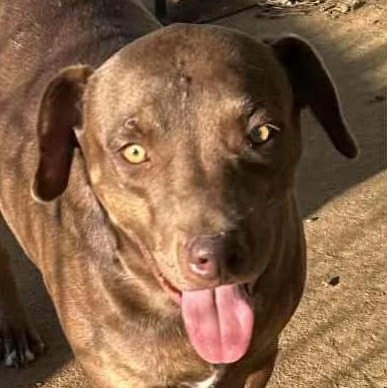 Enlarge Culver, a Adoptable mixed breed in Woburn, MA image 1/6