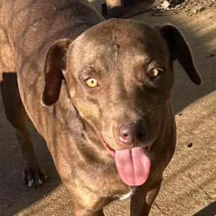 Enlarge Culver, a Adoptable mixed breed in Woburn, MA image 6/6