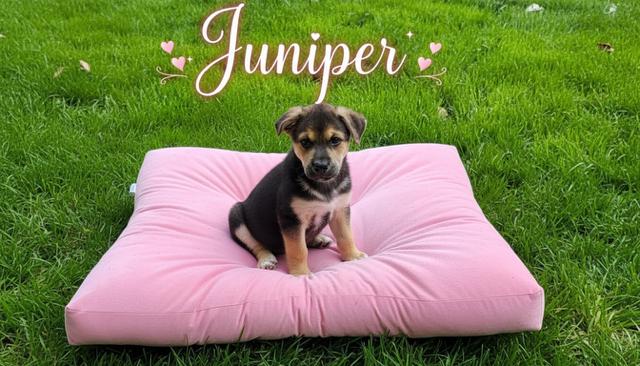 Juniper, Adoptable, Puppy Female German Shepherd Dog & Dalmatian.