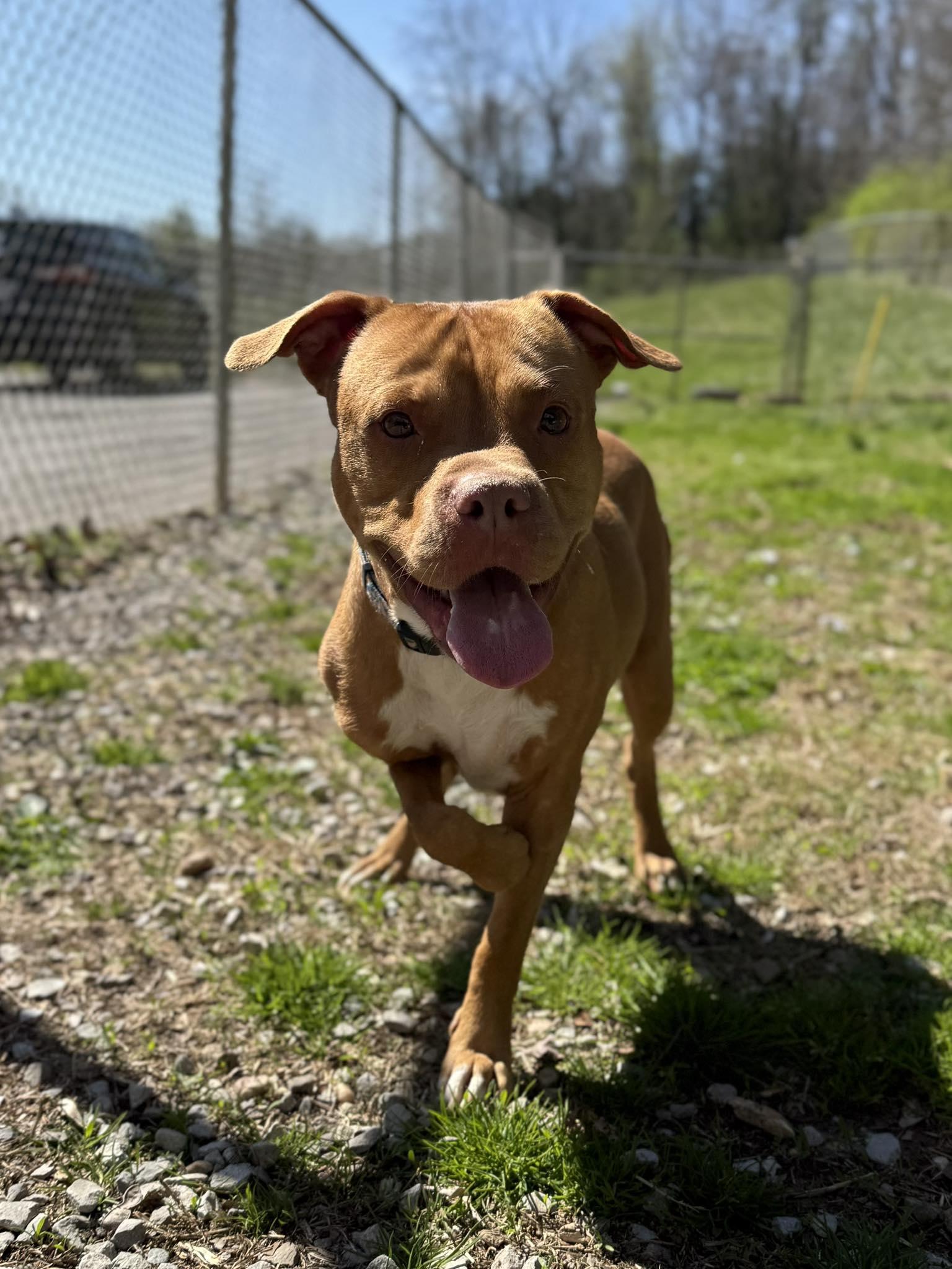 Nels, ADOPTABLE, Adult Male Mixed Breed.