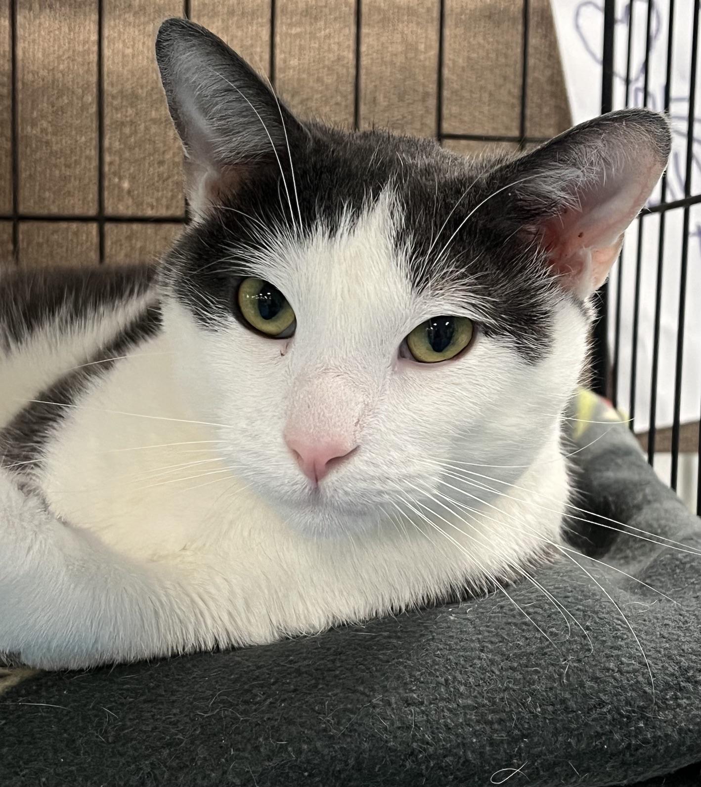 Zeus, a ADOPTABLE Domestic Short Hair in Johnston, RI image 5/6
